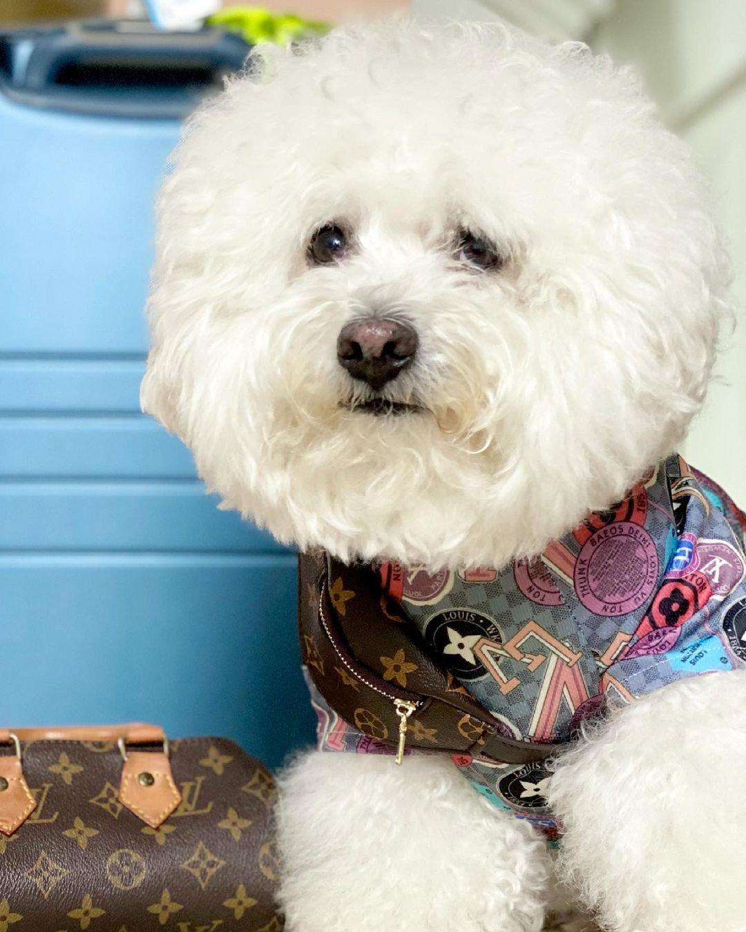 Chewy V All Over Tee Hype Pups designer dog clothes.