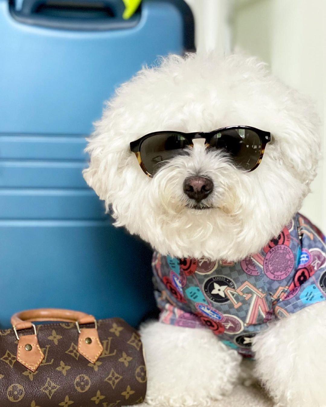 Chewy V All Over Tee Hype Pups designer dog clothes.