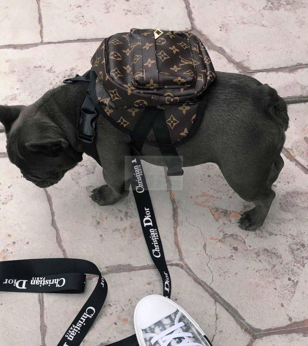 Chewy V Backpack Hype Pups designer dog clothes.