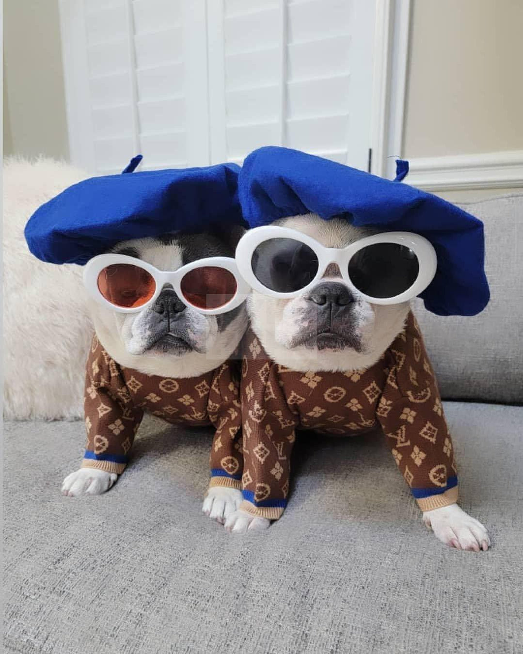 Chewy V Brown & Blue Sweater Hype Pups designer dog clothes.