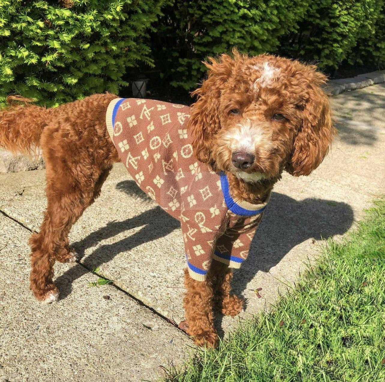 Chewy V Brown & Blue Sweater Hype Pups designer dog clothes.