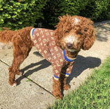 Chewy V Brown & Blue Sweater Hype Pups designer dog clothes.