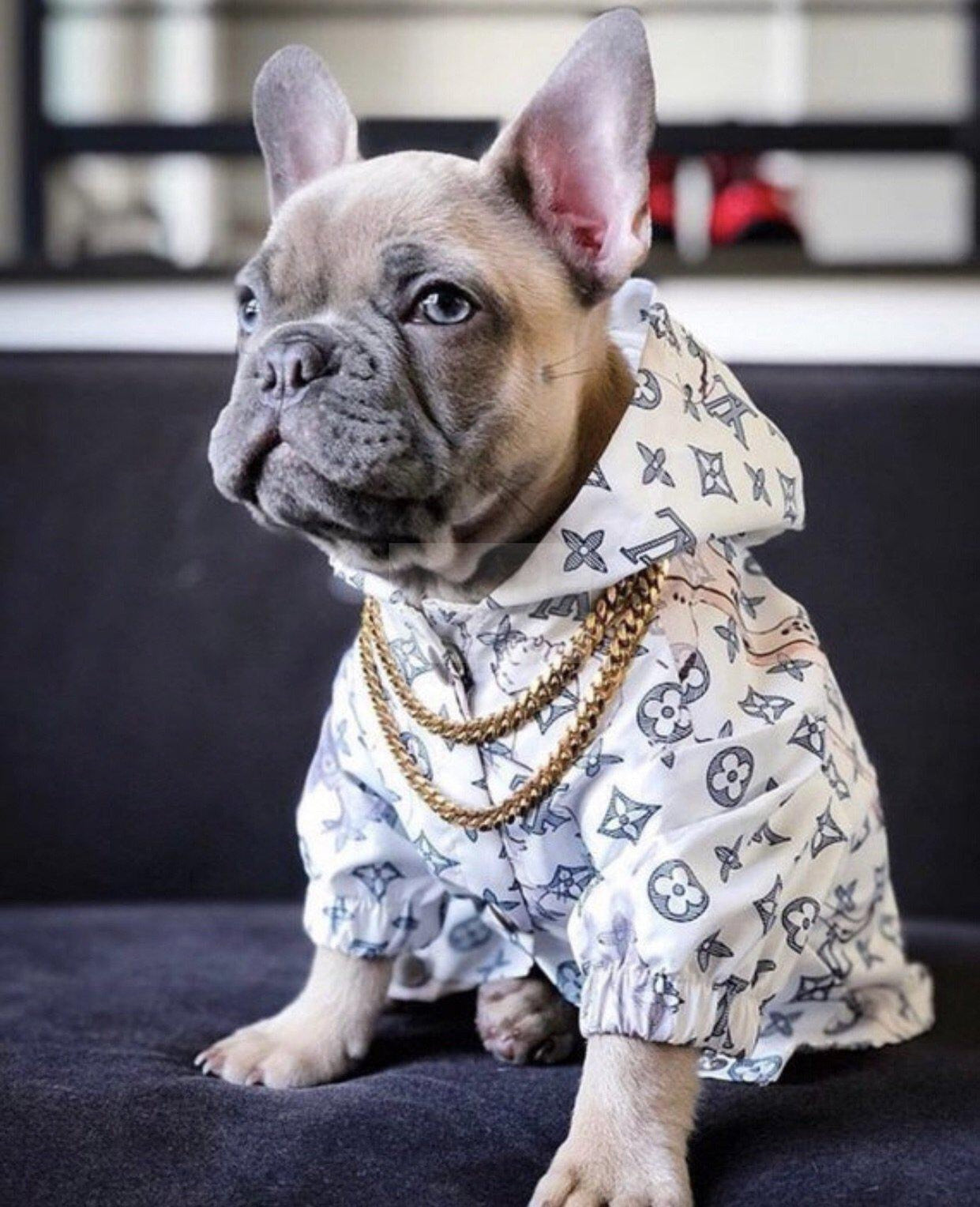 Chewy V Jungle Rain Jacket Hype Pups designer dog clothes.