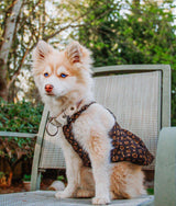 Chewy V Monogram Dress Hype Pups designer dog clothes.