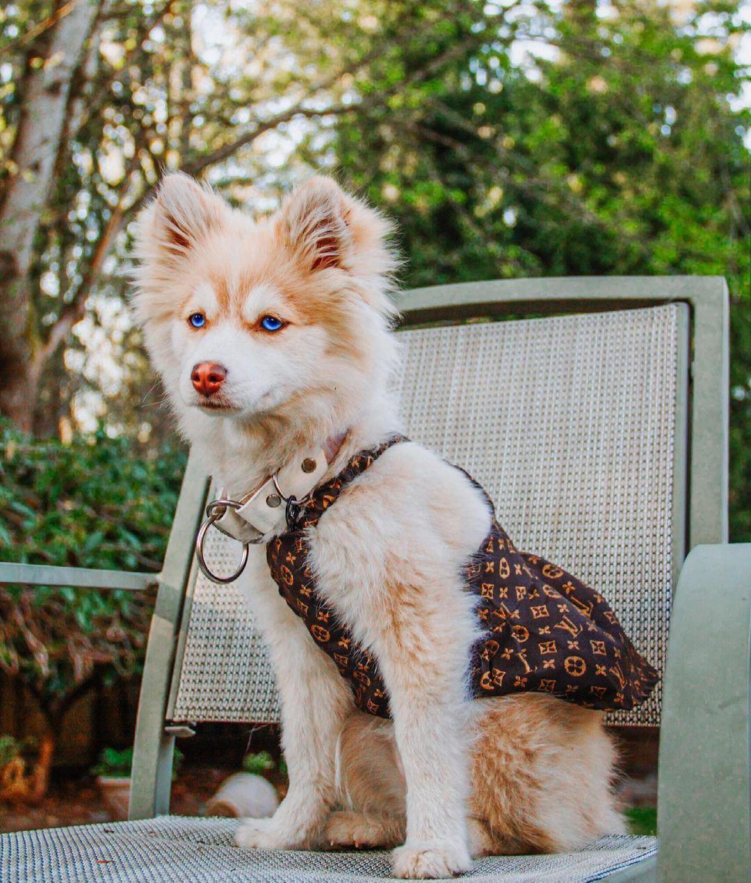 Chewy V Monogram Dress Hype Pups designer dog clothes.