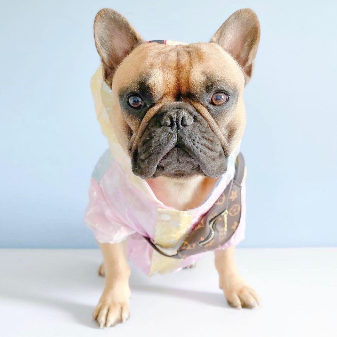 Designer Bum Bags For Dogs Hype Pups designer dog clothes.