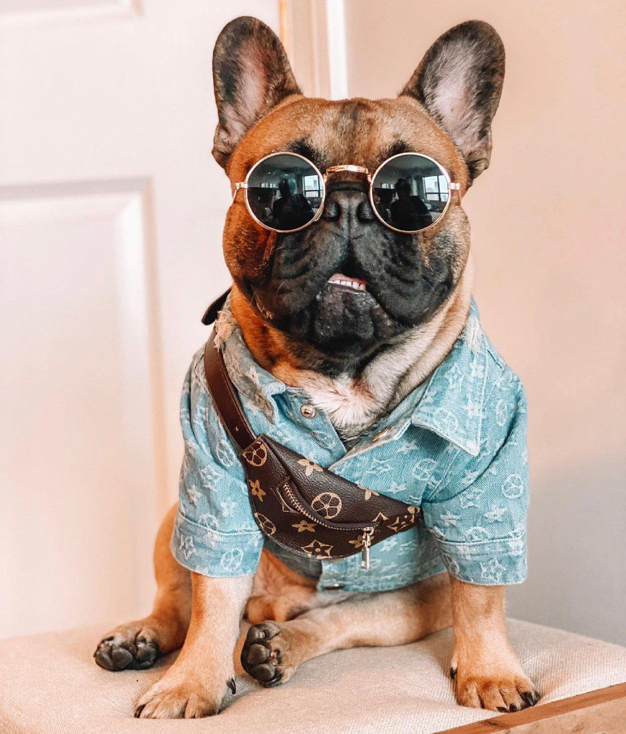 Designer Bum Bags For Dogs Hype Pups designer dog clothes.