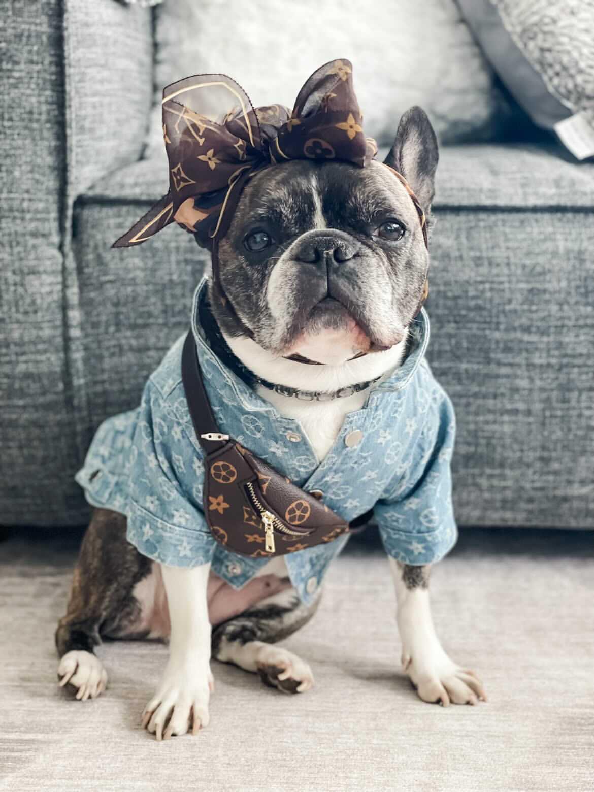 Designer Bum Bags For Dogs Hype Pups designer dog clothes.