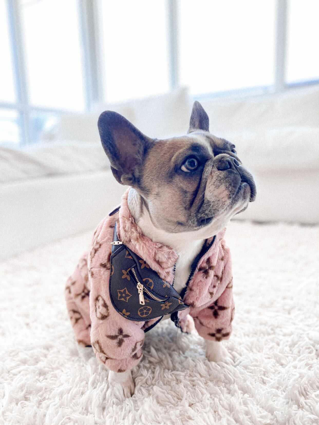 Designer Bum Bags For Dogs Hype Pups designer dog clothes.