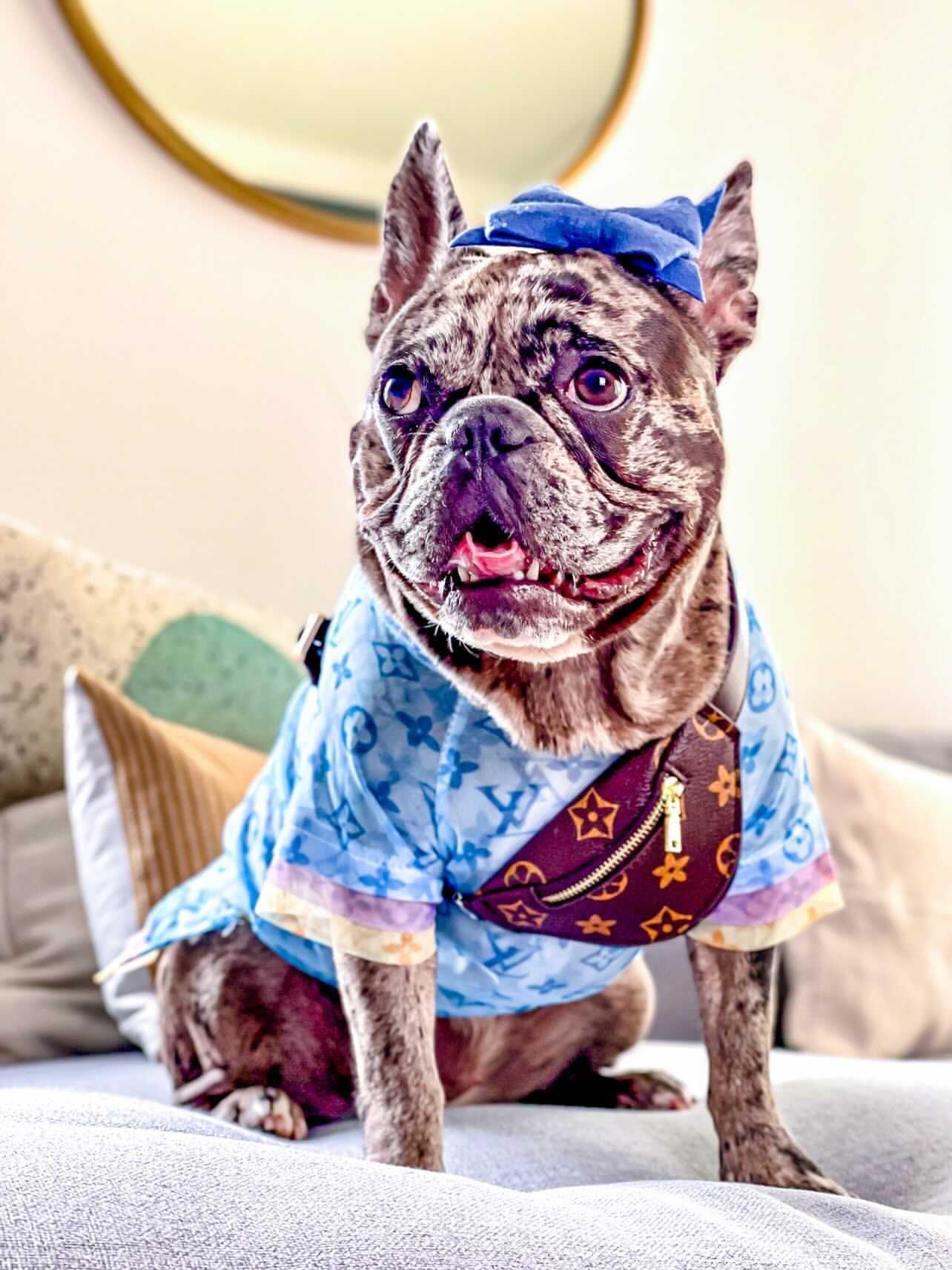 Designer Bum Bags For Dogs Hype Pups designer dog clothes.