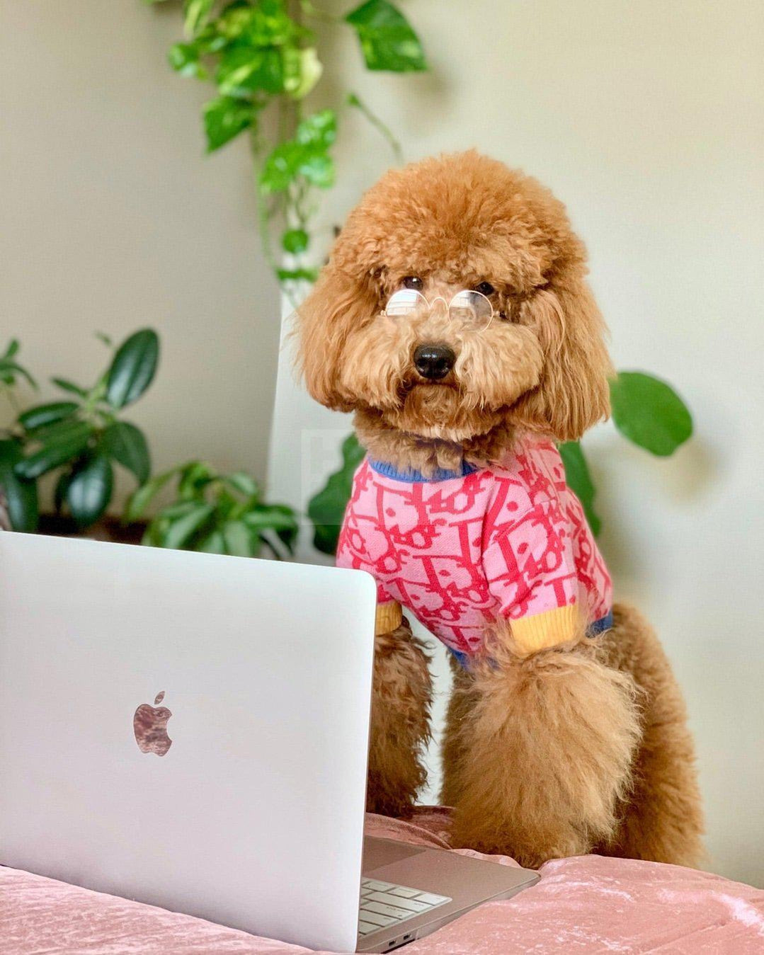 Dogior Blue & Pink Sweater Hype Pups designer dog clothes.