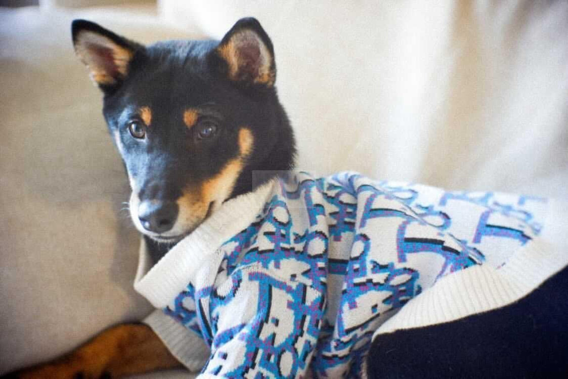 Dogior Oblique Sweater Hype Pups designer dog clothes.