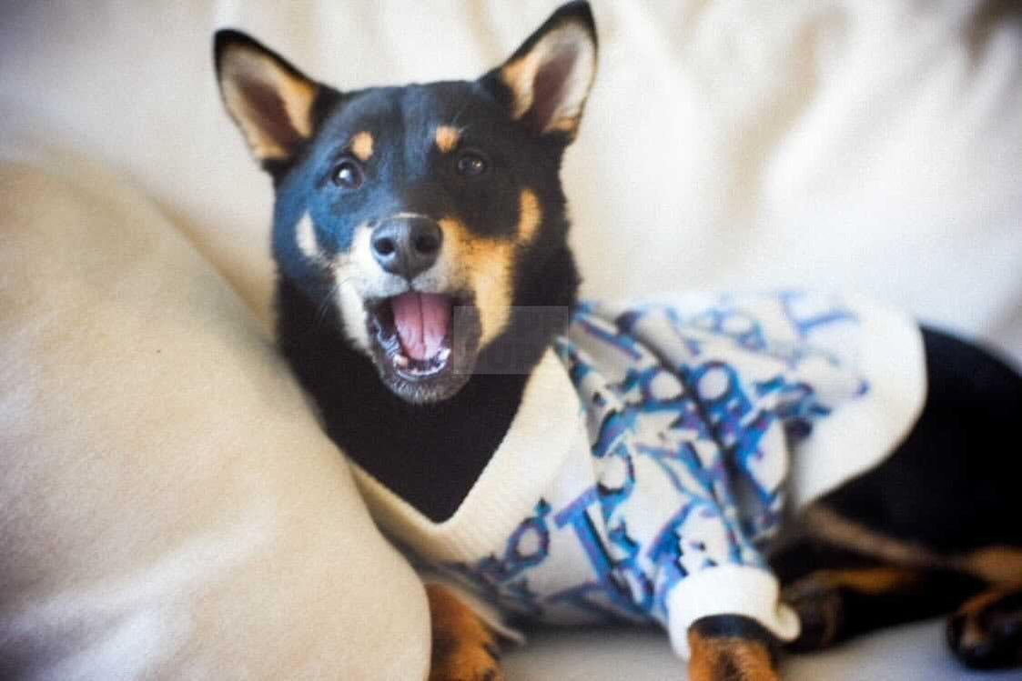 Dogior Oblique Sweater Hype Pups designer dog clothes.