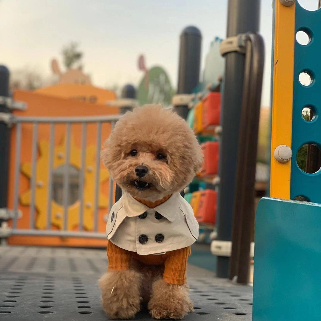 Furberry Necktie Hype Pups designer dog clothes.