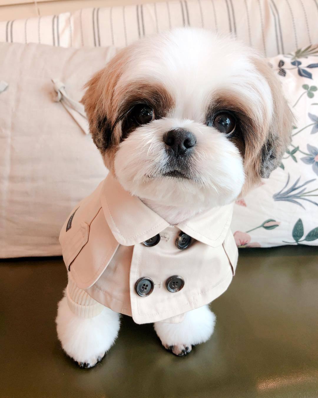 Furberry Necktie Hype Pups designer dog clothes.