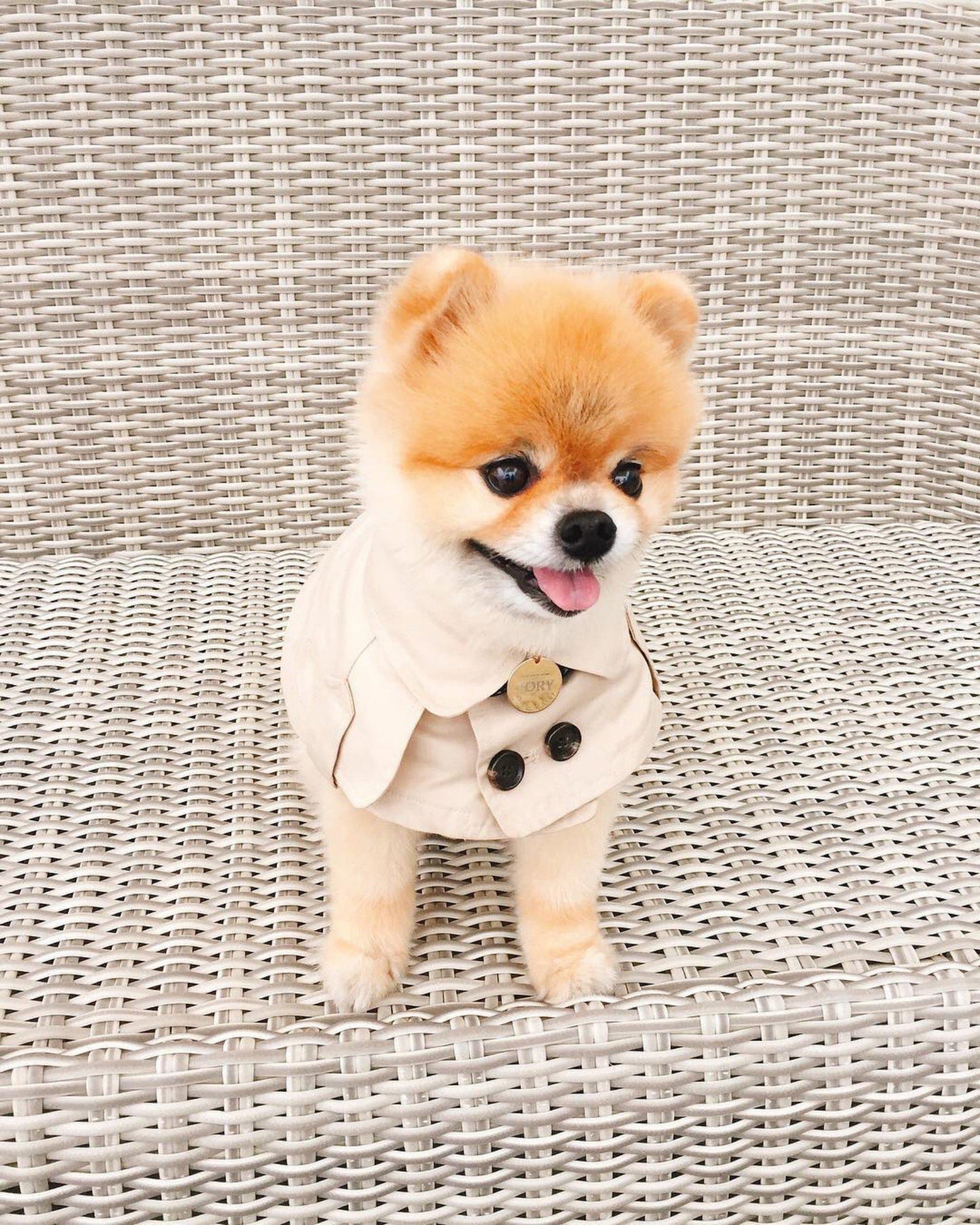 Furberry Necktie Hype Pups designer dog clothes.