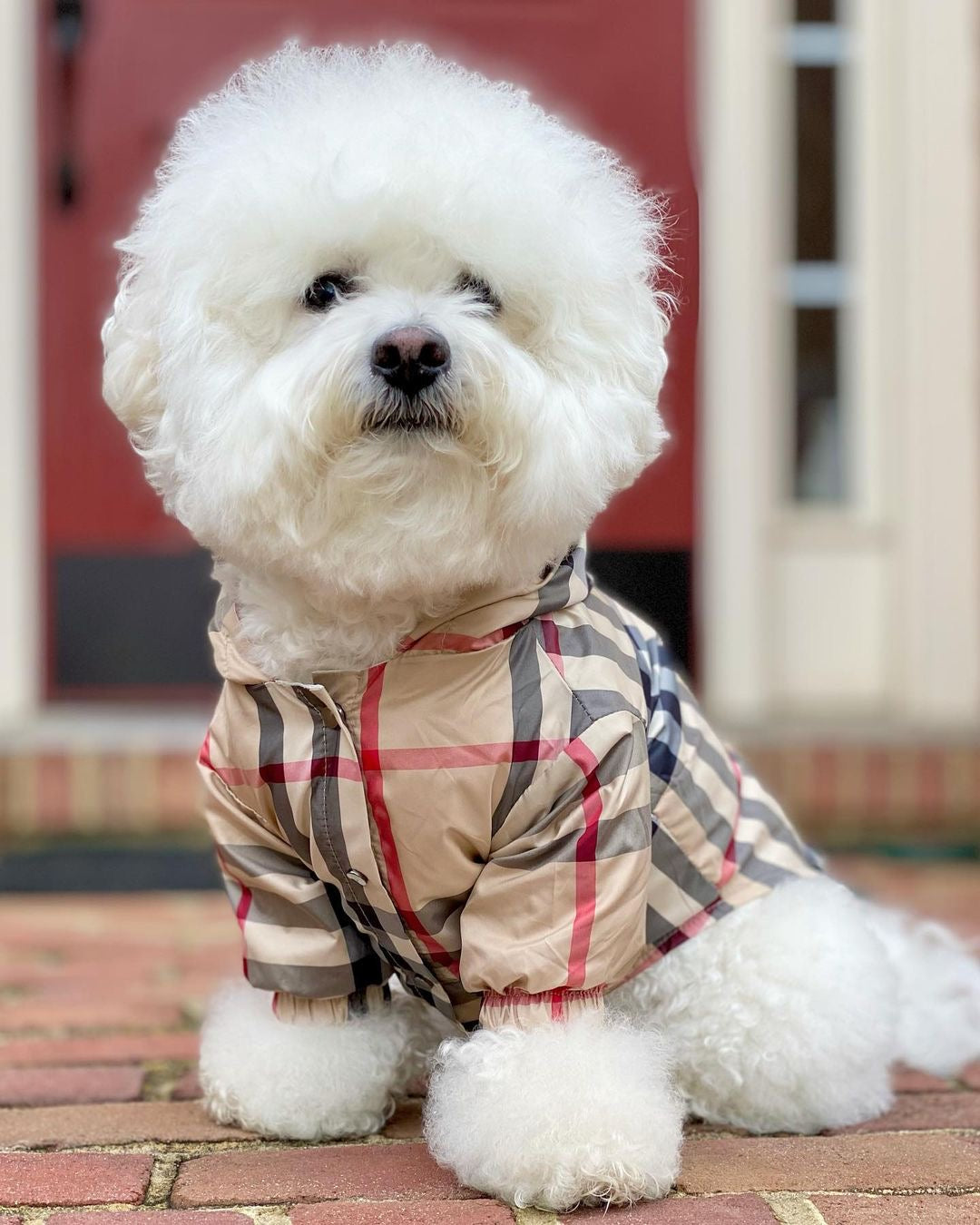 image_4a204779-09c9-40c9-b4d5-c7edfbbfe875