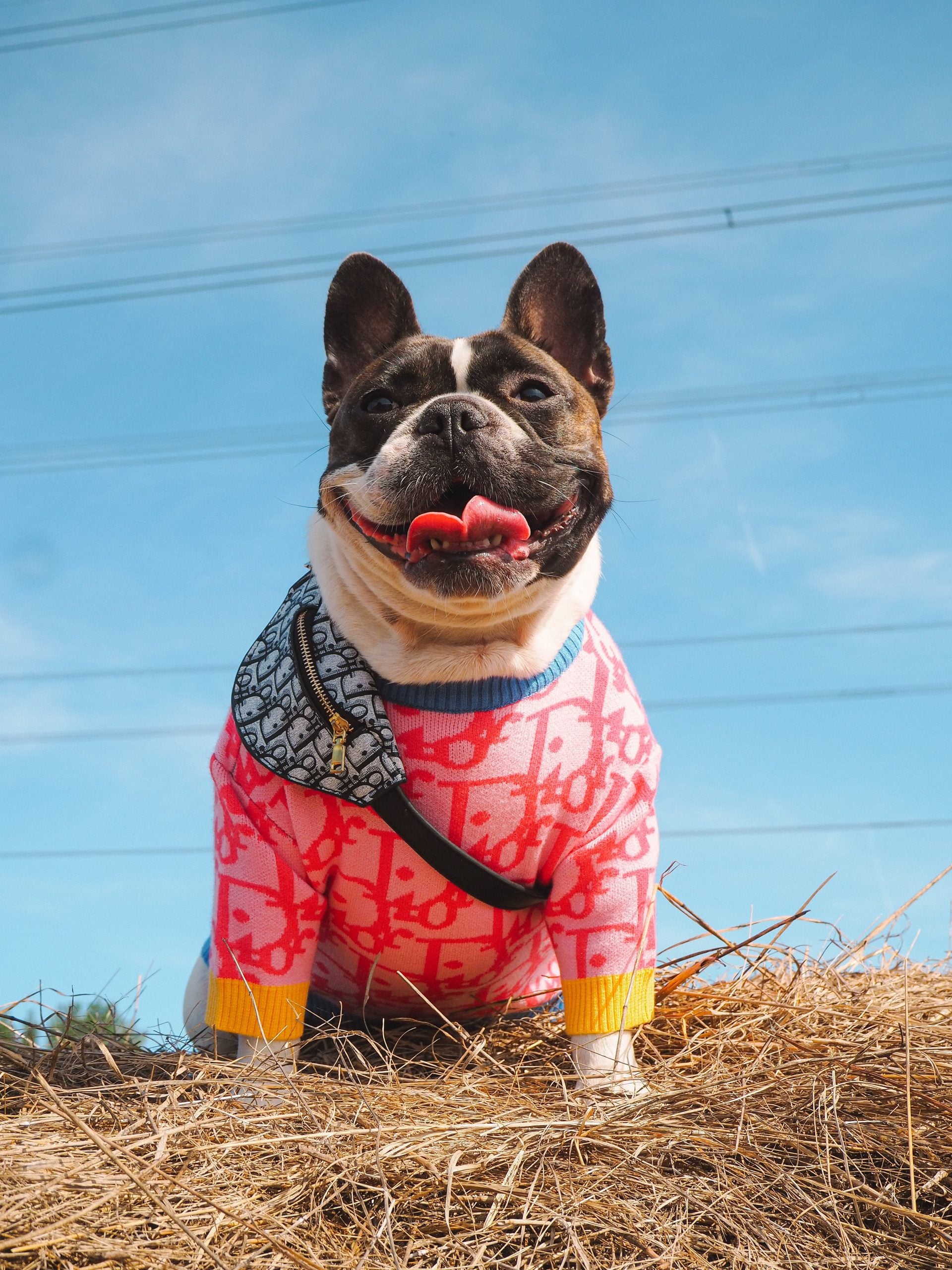 French Bulldog wearing pink Dior inspired monogram sweater with blue trim and crossbody bag