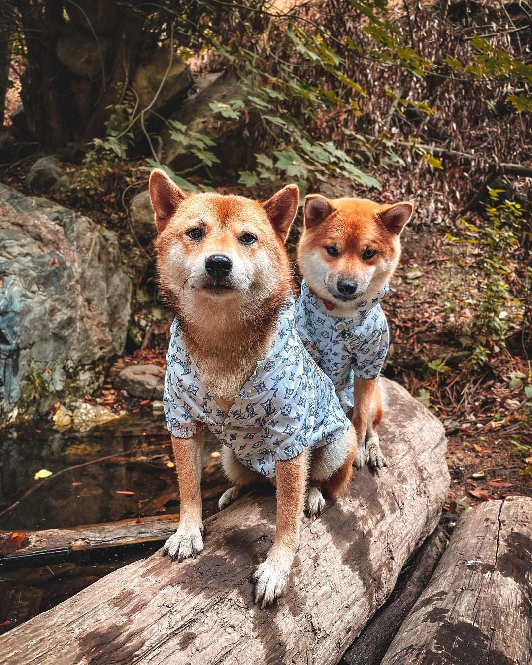 image_58dd69ab-4f64-412b-a876-e393f6df1c2e