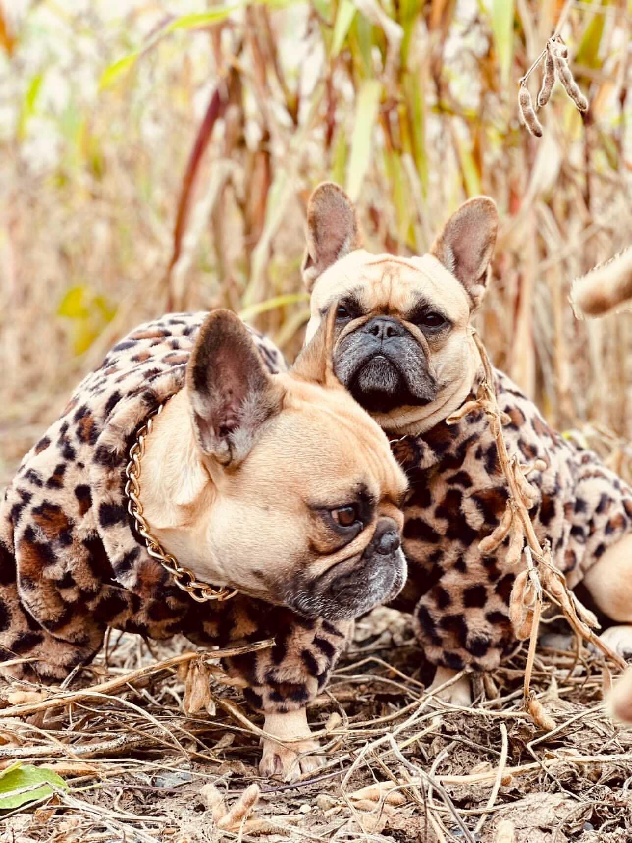 image_f1ca017b-b3cf-4fa1-a824-7e8604cc3df6