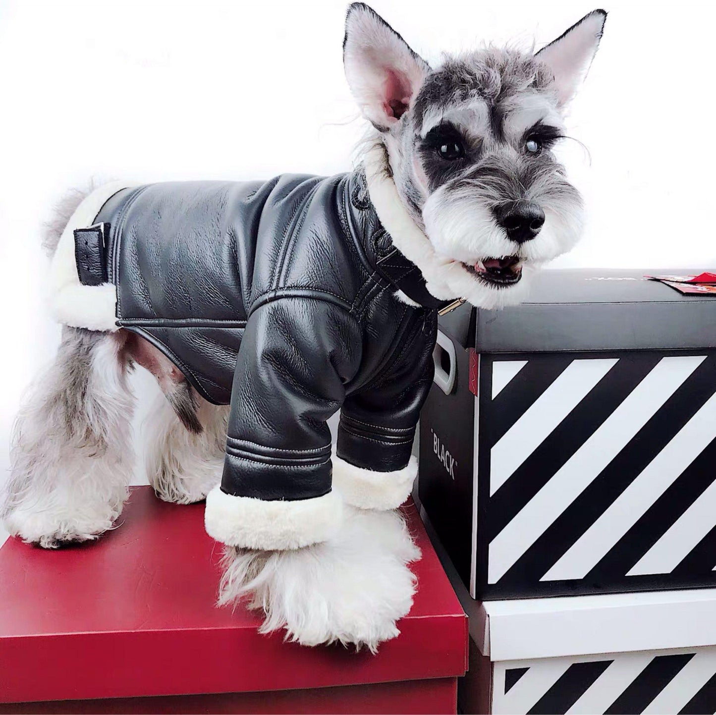 Lucky Dog Black Shearling Jacket Hype Pups designer dog clothes.