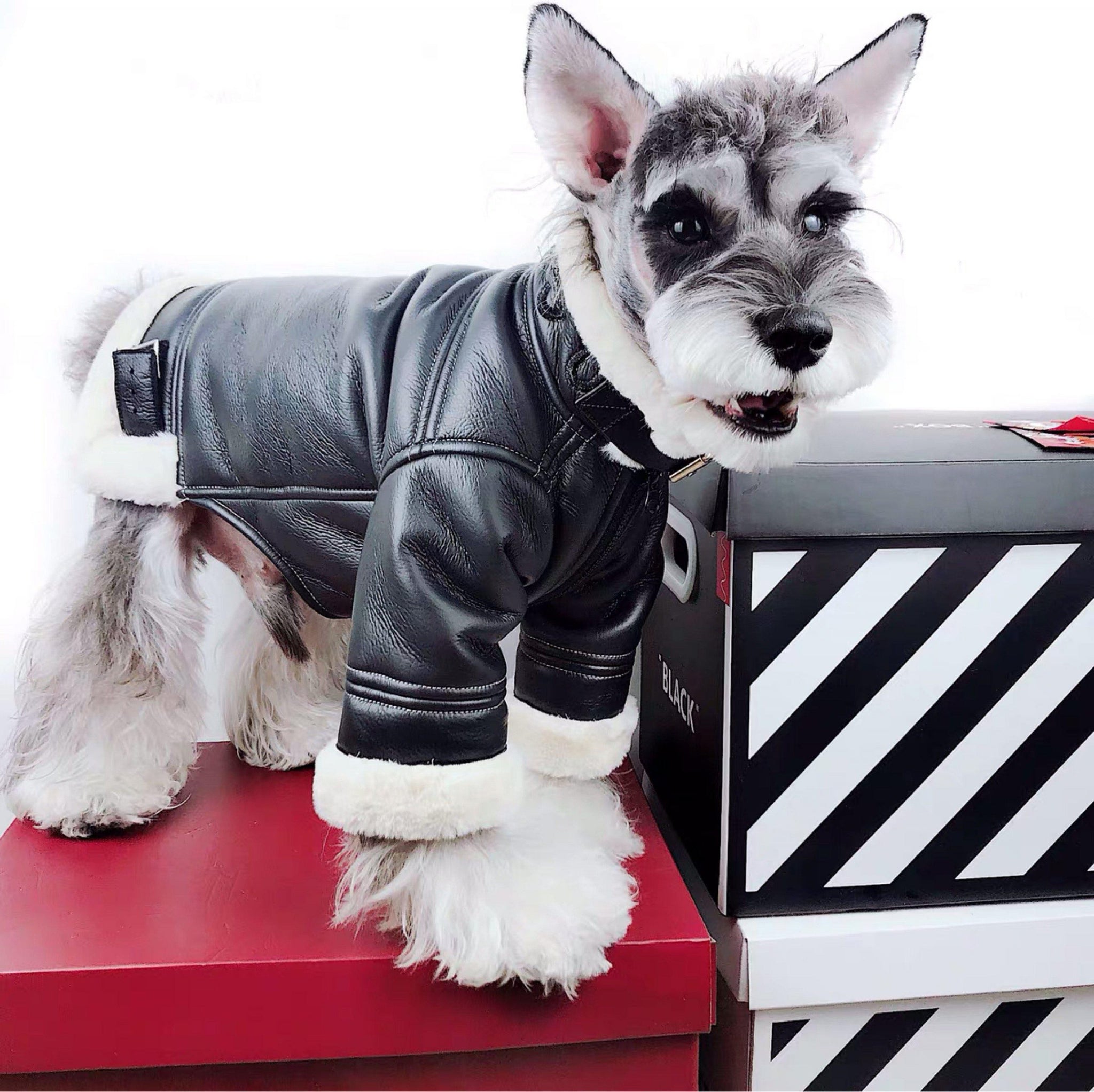 Lucky Dog Black Shearling Jacket Hype Pups designer dog clothes.
