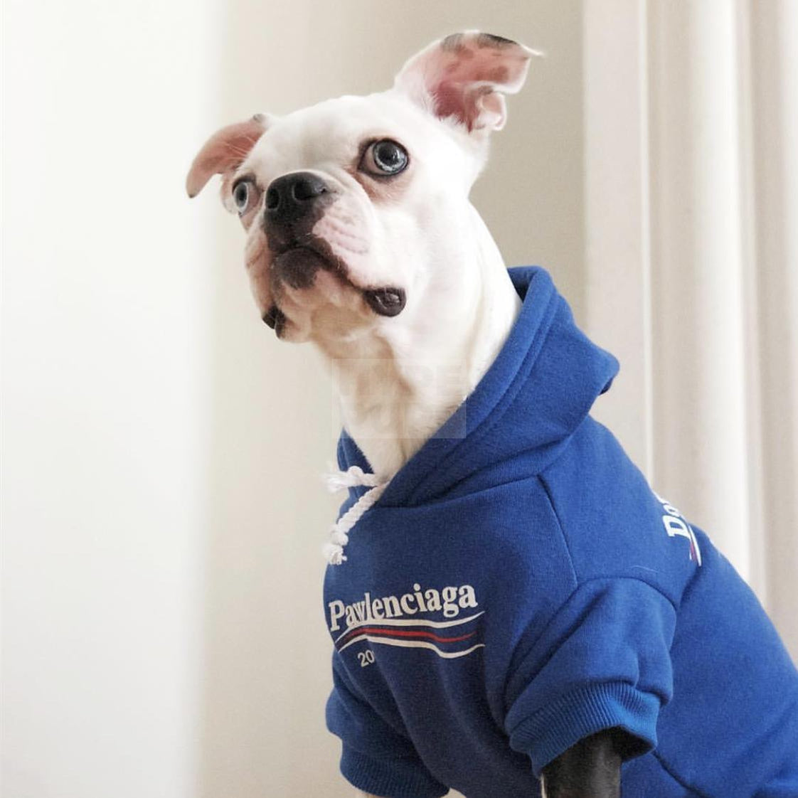 Pawlenciaga Classic Hoodie Hype Pups designer dog clothes.