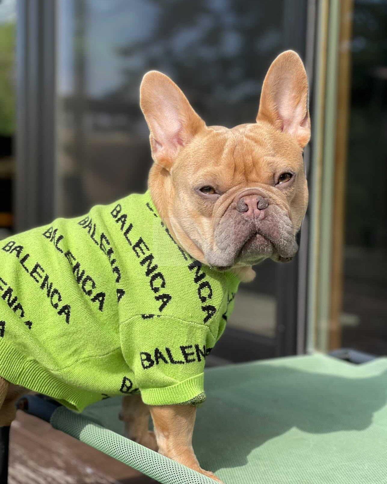 Pawlenciaga Knitted Sweater Hype Pups designer dog clothes.