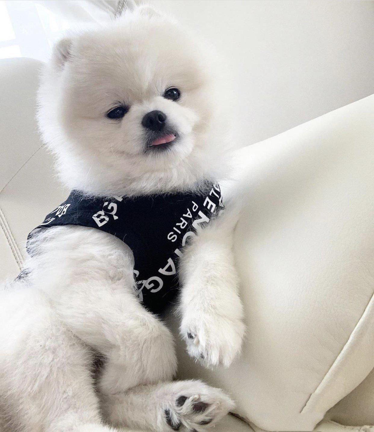 Pawlenciaga Sleeveless Tee Hype Pups designer dog clothes.