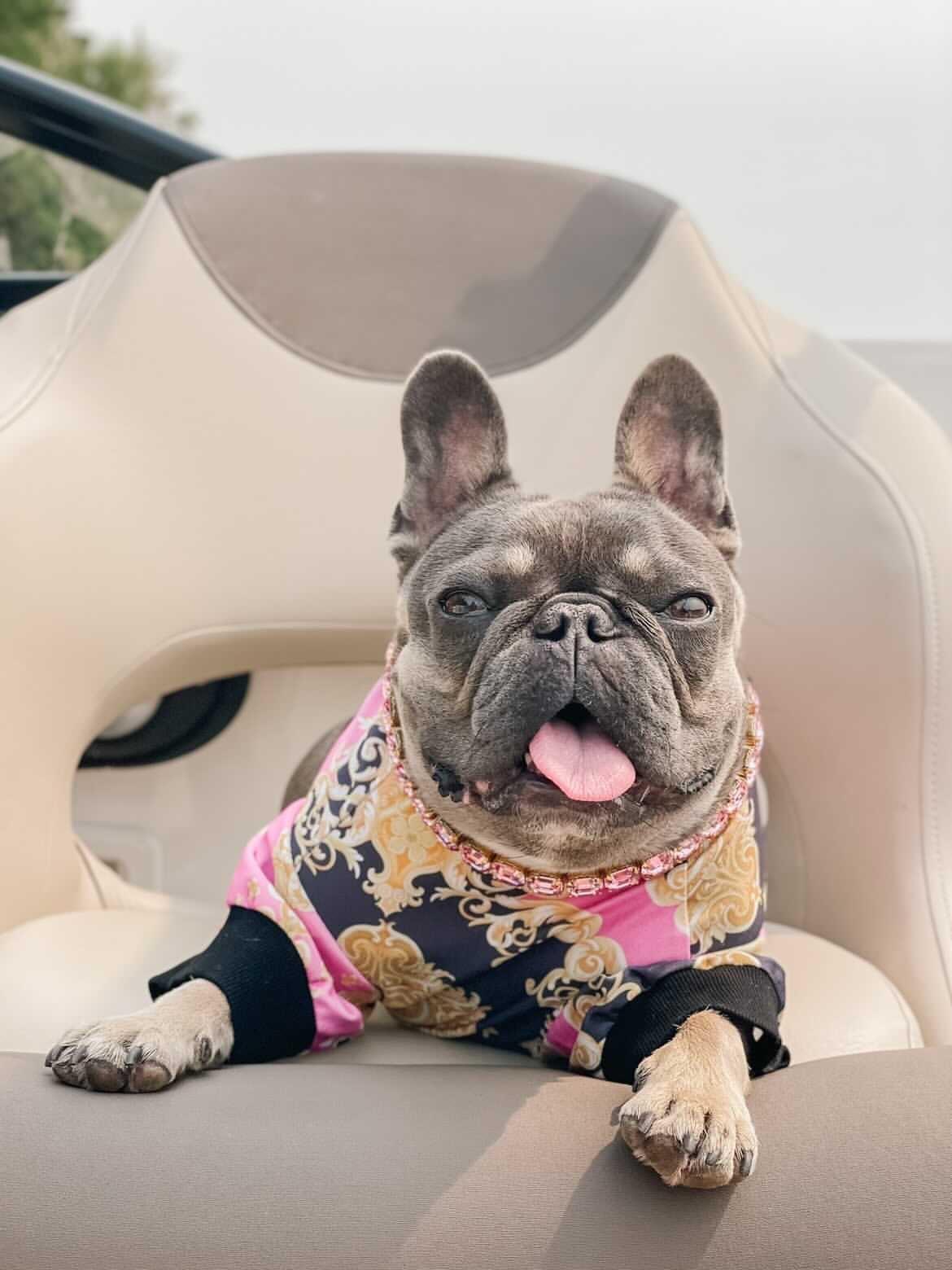 Pawsace Regal Sweatshirt Hype Pups designer dog clothes.