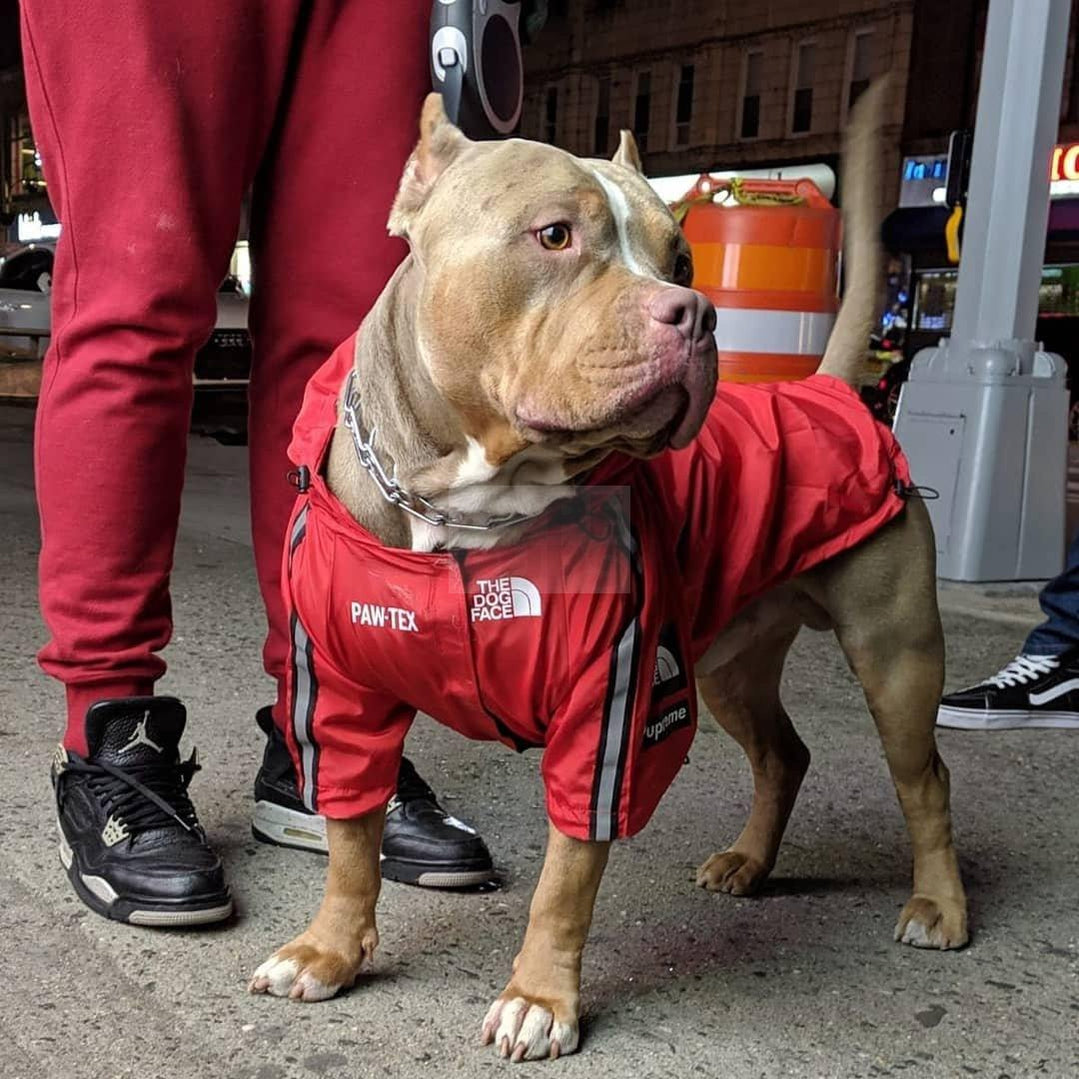 Pupreme x TDF Paw-Tex Windbreaker Hype Pups designer dog clothes.