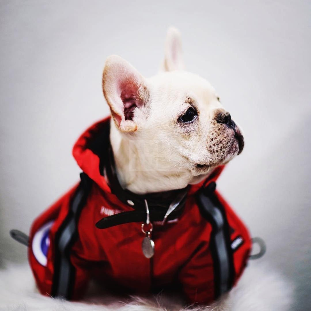Pupreme x TDF Paw-Tex Windbreaker Hype Pups designer dog clothes.