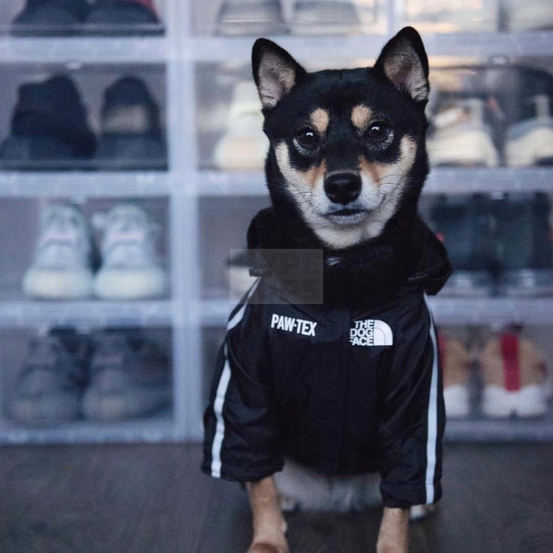 Pupreme x TDF Paw-Tex Windbreaker Hype Pups designer dog clothes.