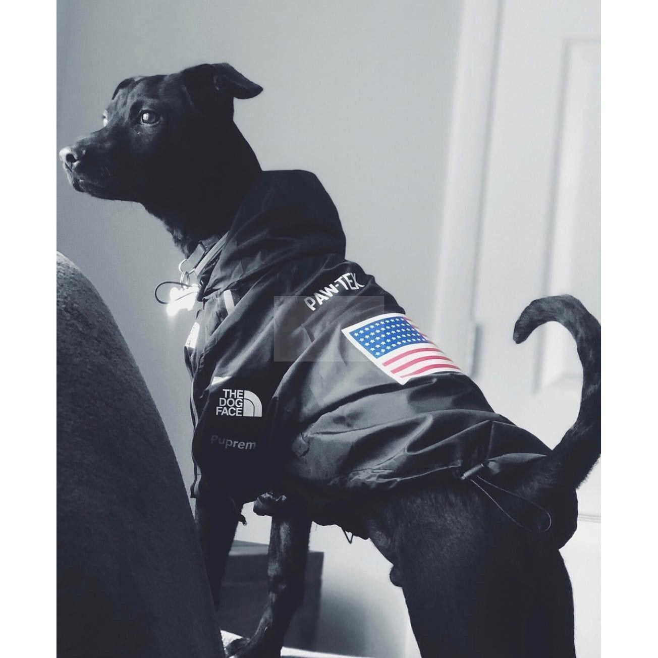 Pupreme x TDF Paw-Tex Windbreaker Hype Pups designer dog clothes.