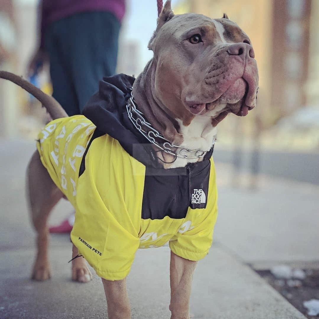TDF By Any Treats Yellow Windbreaker Hype Pups designer dog clothes.