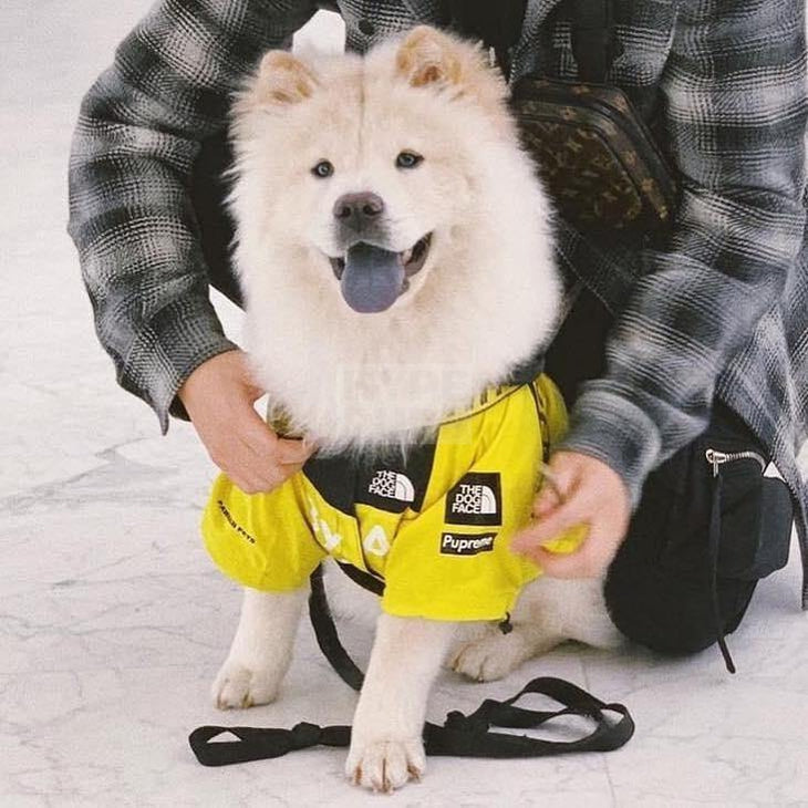 TDF By Any Treats Yellow Windbreaker Hype Pups designer dog clothes.