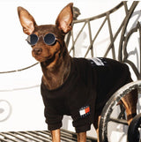 Tommy Dog Sweatshirt Hype Pups designer dog clothes.