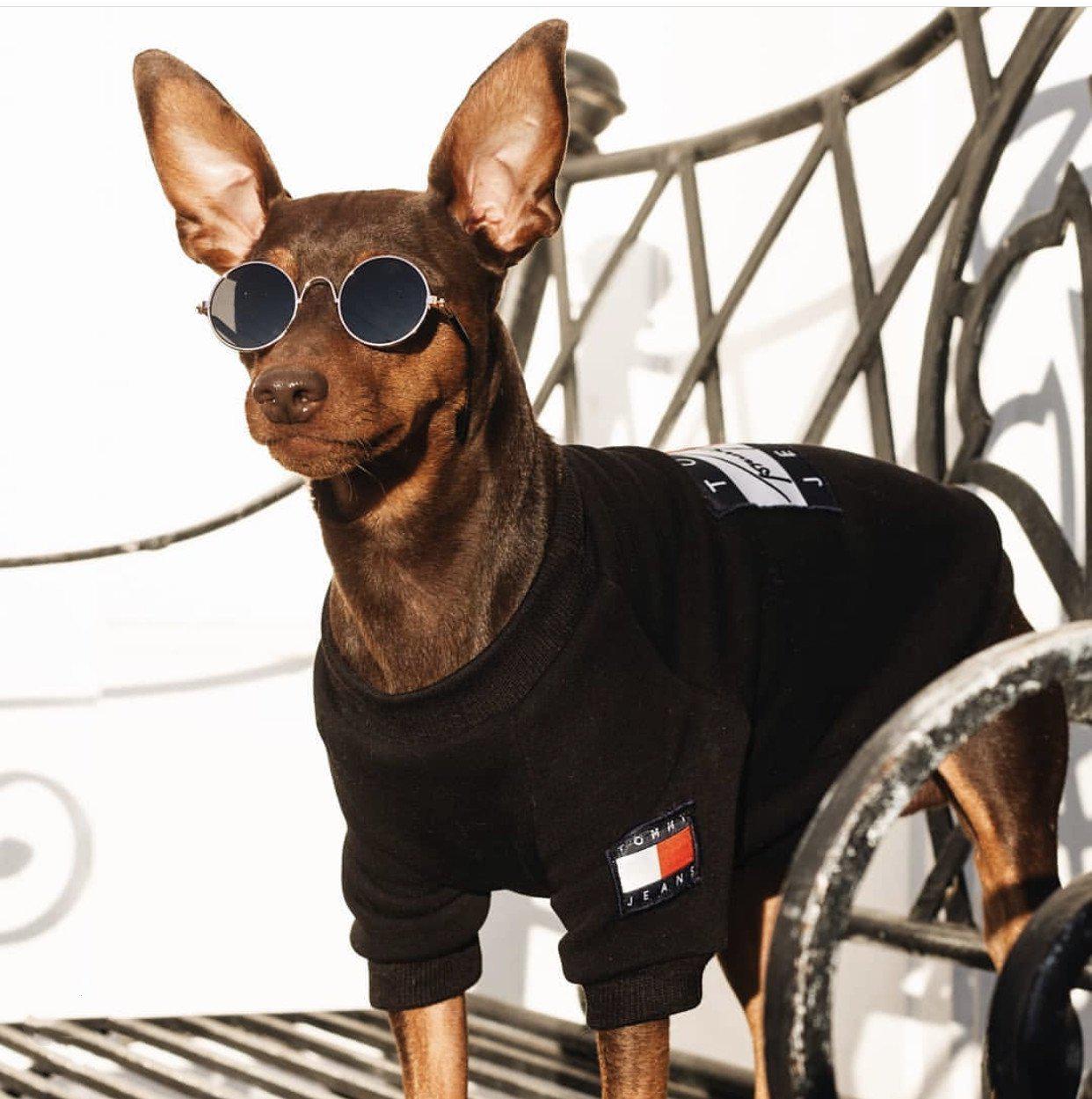 Tommy Dog Sweatshirt Hype Pups designer dog clothes.