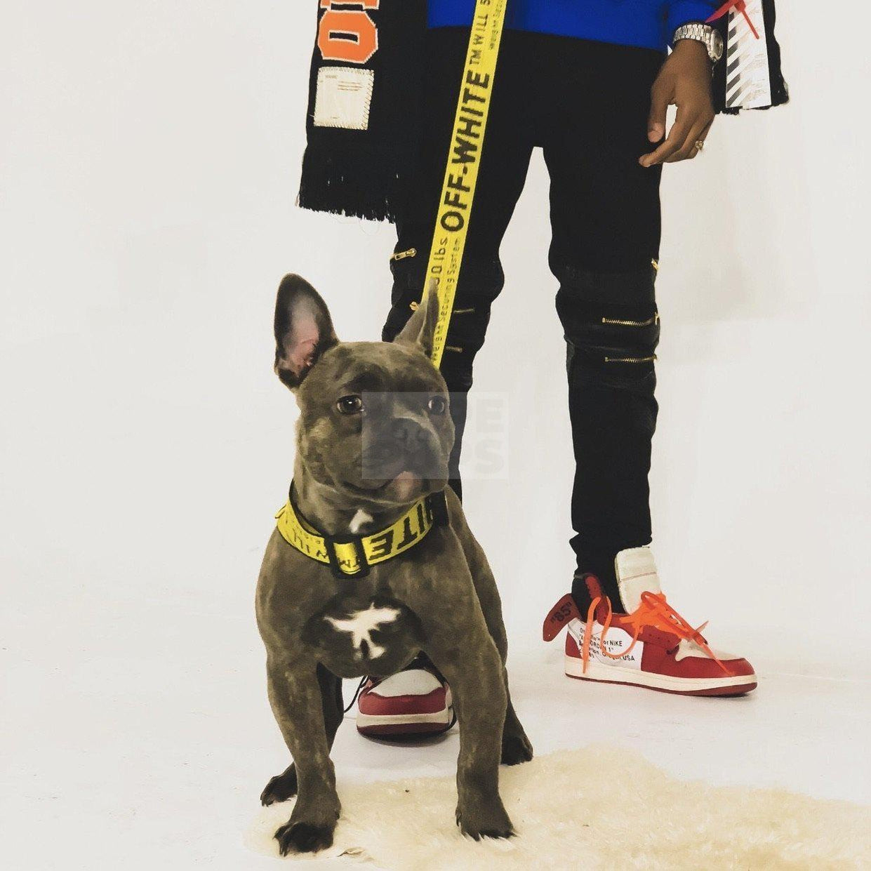 Woof-White Dog Collar & Leash Hype Pups designer dog clothes.