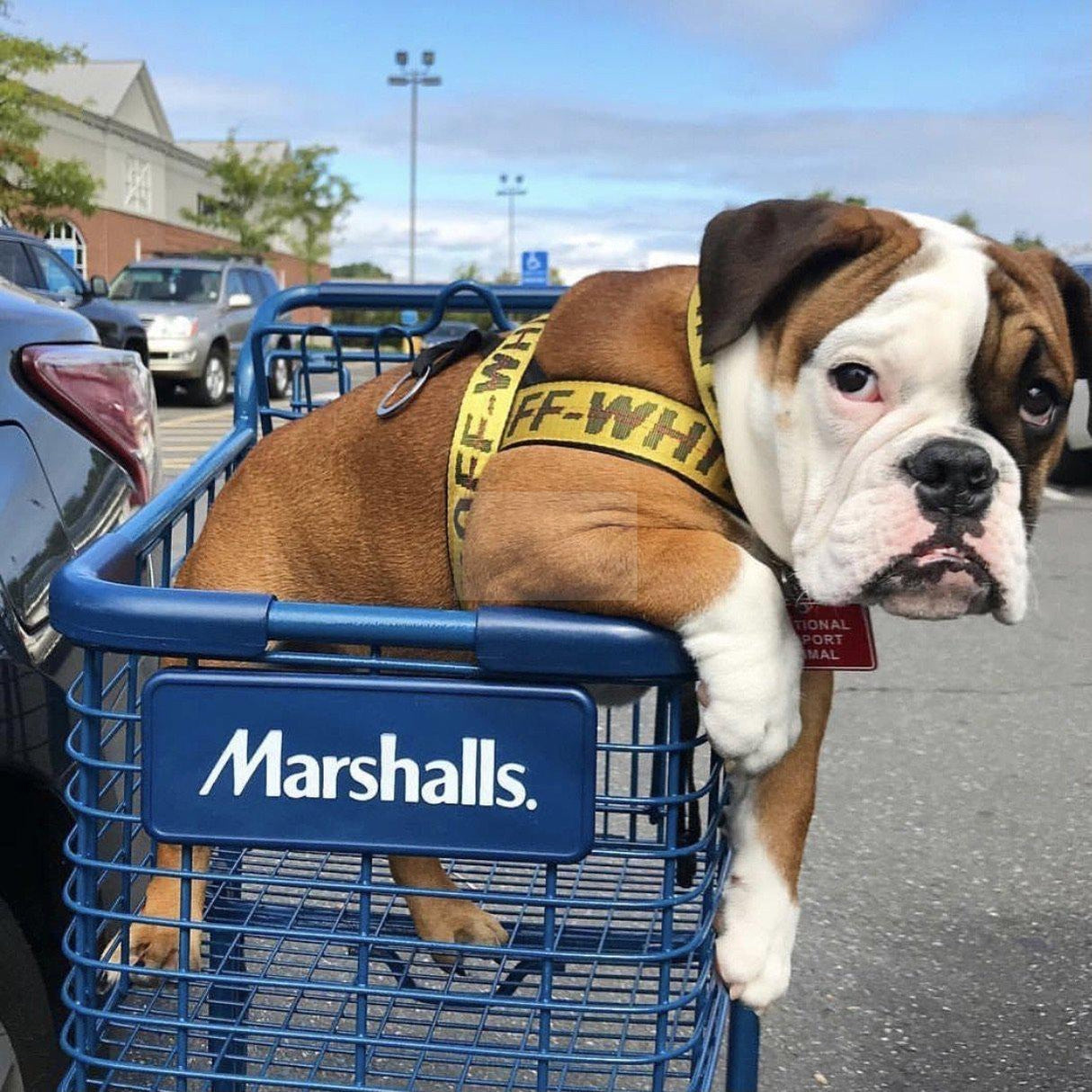 Woof-White Dog Harness & Leash Hype Pups designer dog clothes.
